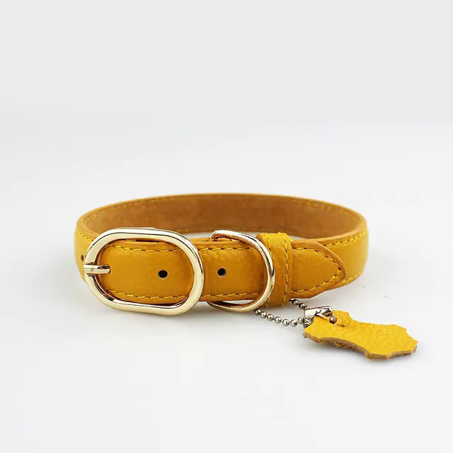 Pop of Color Cowhide Leather Pet Collar for Dogs or Cats