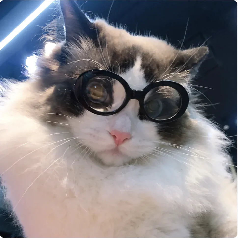 Pet Dog Cat Multi-Color Sunglasses Cool Glasses Fun Accessories
